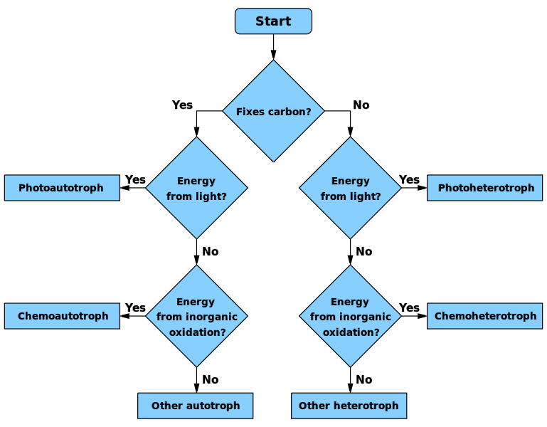 Origin of life:  heterotrophic or autotrophic , the emergence of the Basic Metabolic Processes Chemoa10