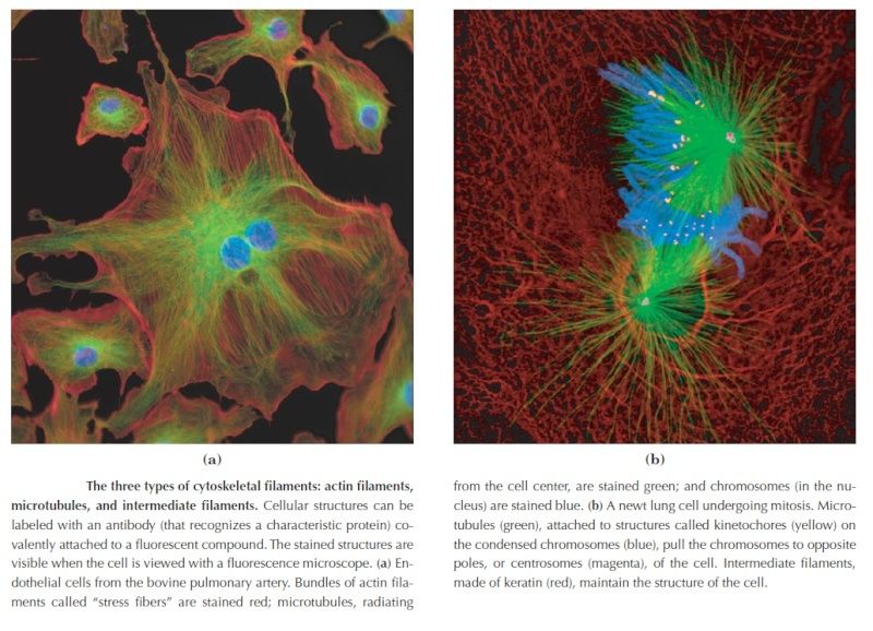 The astonishing language written on microtubules, amazing evidence of design Cytosk10