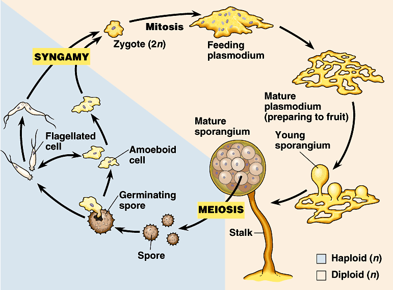 Slime molds Dictyo10