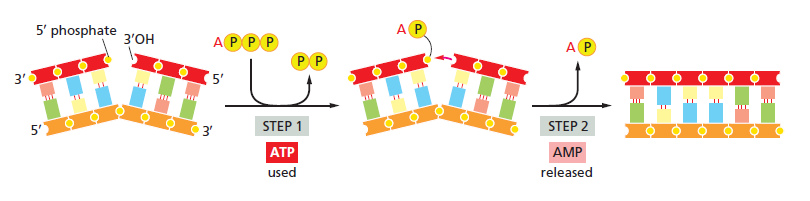 DNA replication of prokaryotes Dna_li10