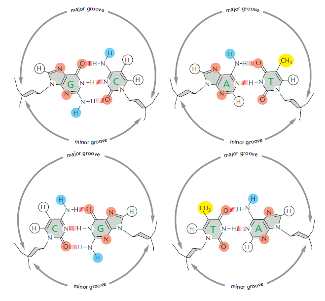 Control of Gene Expression, and gene regulatory networks  point to intelligent design Dna_mi11