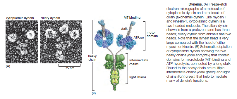  Kinesin and myosin motor proteins - amazing cargo carriers in the cell Dynein10