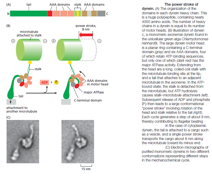  Kinesin and myosin motor proteins - amazing cargo carriers in the cell Dynein11