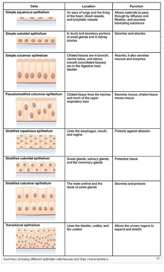 Cell Junctions and the Extracellular Matrix Epithe10