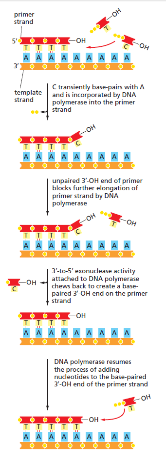 DNA replication of prokaryotes Exonuc10