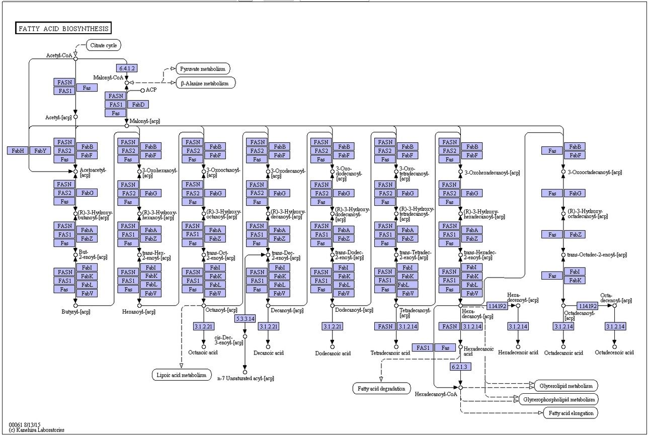 The amazing fatty acid synthase nano factories, and origin of life scenarios Fas_fa10