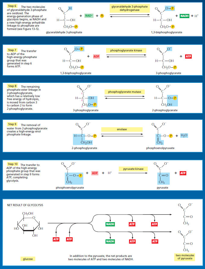 Glycolysis Fhfhgf10