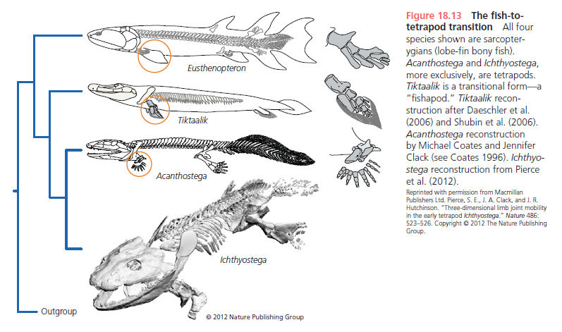 " Tetrapods evolved " . Really ?  Fish_t10