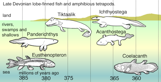 " Tetrapods evolved " . Really ?  Fishap10