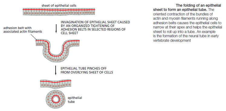 Cell Junctions and the Extracellular Matrix Foldin10