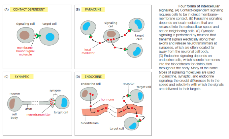 Cell Communication and signaling, evidence of design Forms_10