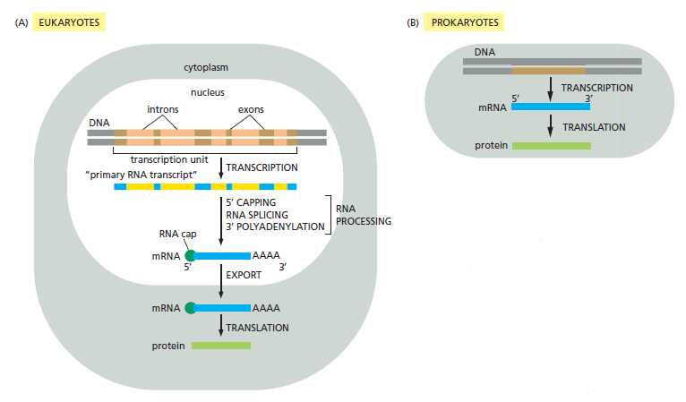 The spliceosome , the splicing code, and pre - mRNA processing in eukaryotic cells From_g10