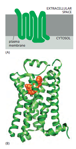 Cell Communication and signaling, evidence of design G_prot10