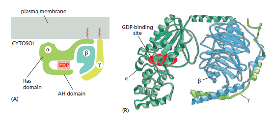 Cell Communication and signaling, evidence of design G_prot11