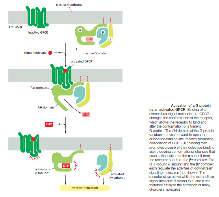 Cell Communication and signaling, evidence of design G_prot12