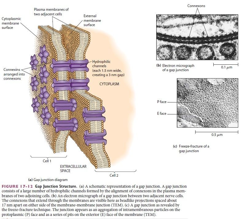 Cell Junctions and the Extracellular Matrix Gap_ju13