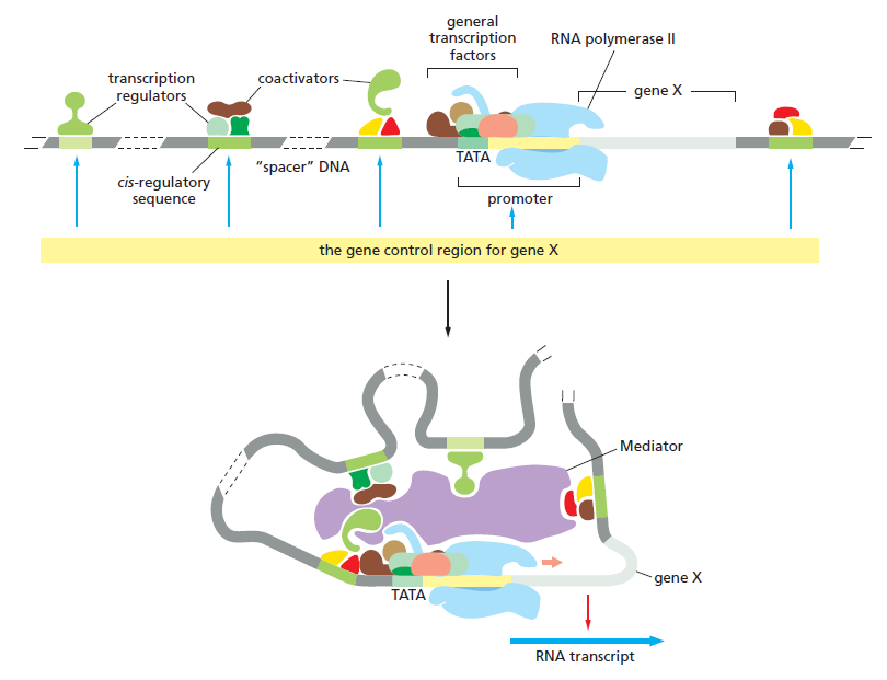Control of Gene Expression, and gene regulatory networks  point to intelligent design Gene_c10