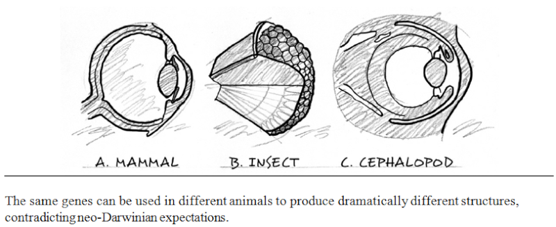  Non-Coding Conservation falsifies the Theory of Evolution Gene_e11