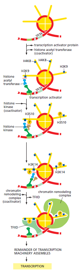 Transcription factors (TF) Histon10