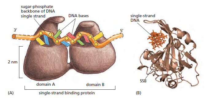 DNA replication of prokaryotes Human_10