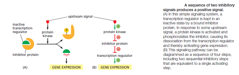 Cell Communication and signaling, evidence of design Inhibi10