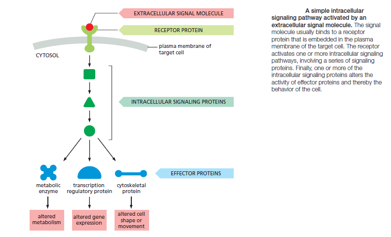 Cell Communication and signaling, evidence of design Intrac10