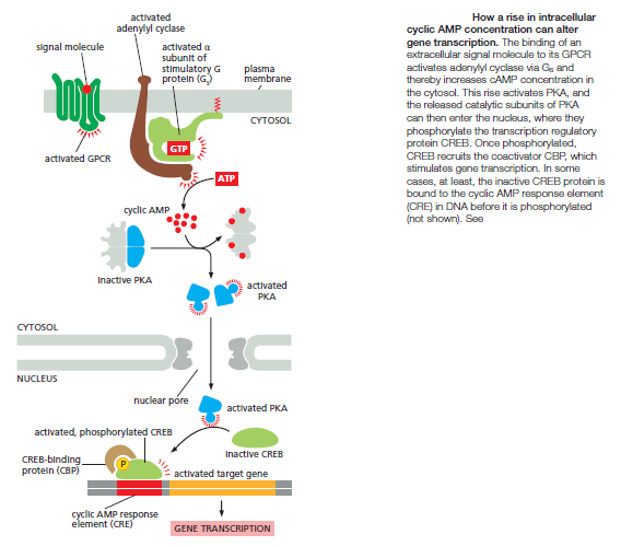 Cell Communication and signaling, evidence of design Intrac12