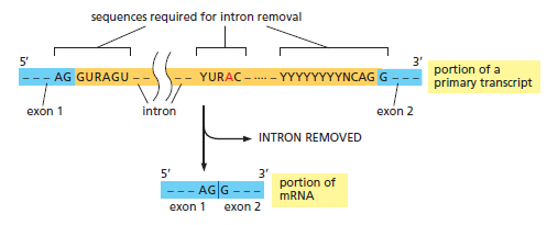 The spliceosome , the splicing code, and pre - mRNA processing in eukaryotic cells Intron11