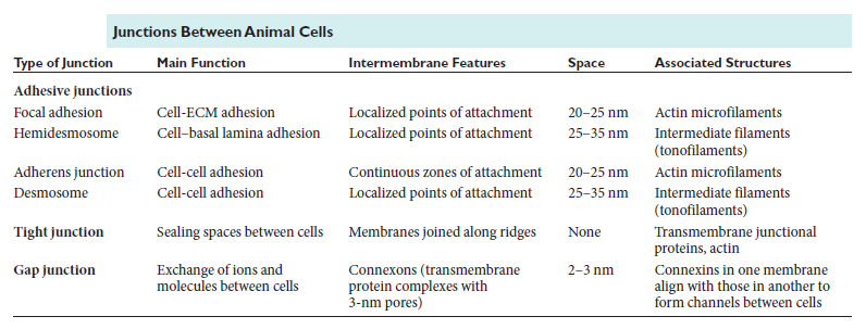 Cell Junctions and the Extracellular Matrix Juncti10