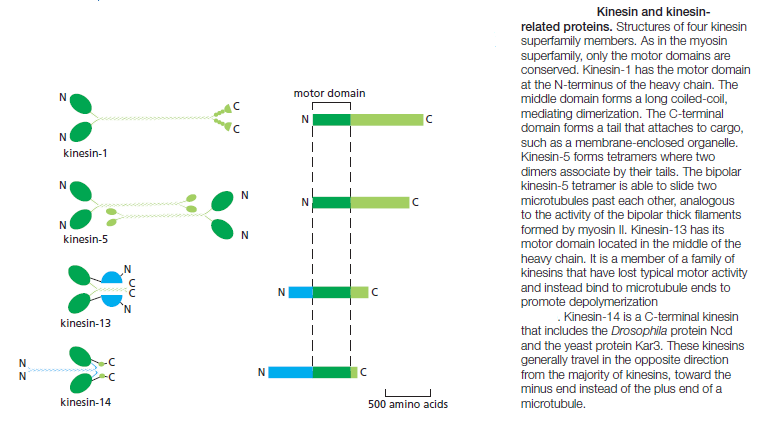  Kinesin and myosin motor proteins - amazing cargo carriers in the cell Kinesi10