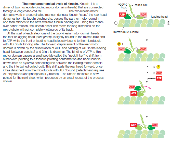  Kinesin and myosin motor proteins - amazing cargo carriers in the cell Kinesi11