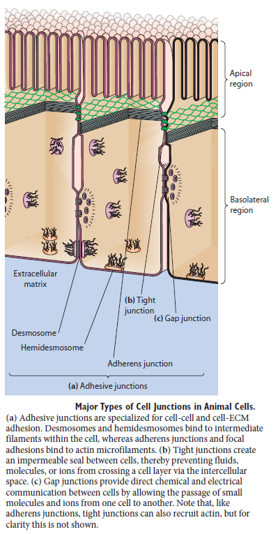 Cell Junctions and the Extracellular Matrix Major_10