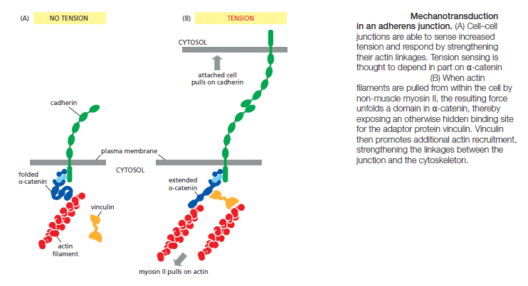 Cell Junctions and the Extracellular Matrix Mechan10