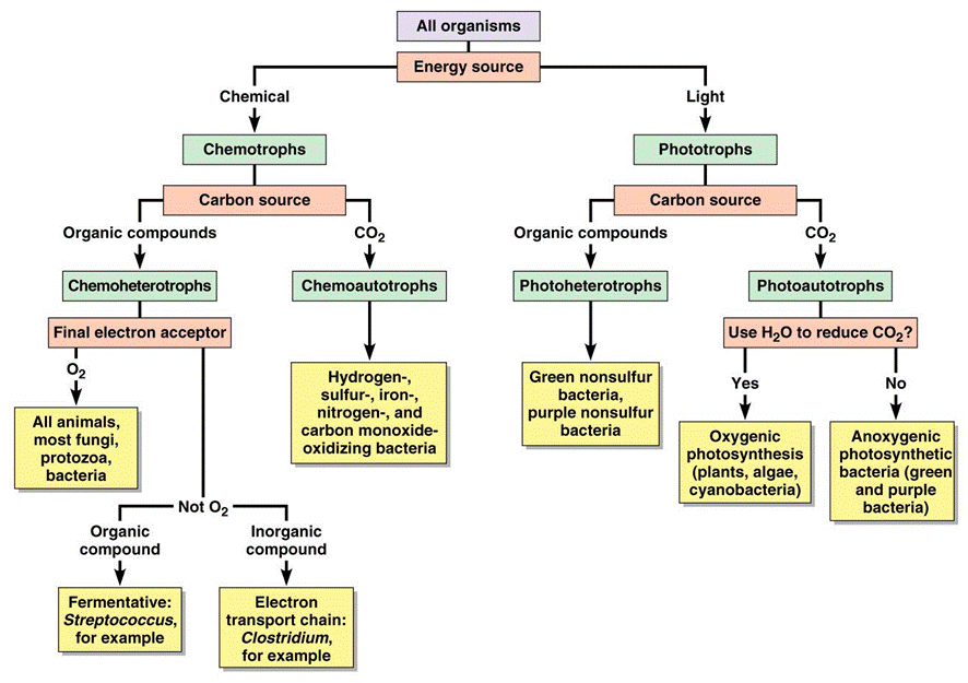 Origin of life:  heterotrophic or autotrophic , the emergence of the Basic Metabolic Processes Metabo10