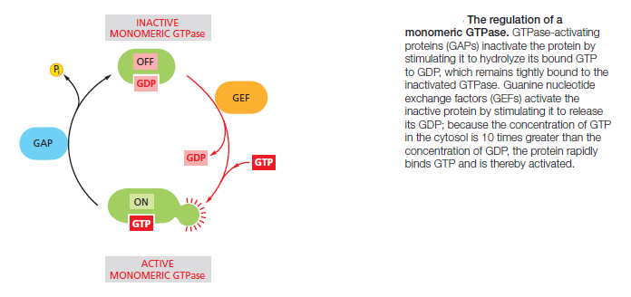 Cell Communication and signaling, evidence of design Monome10