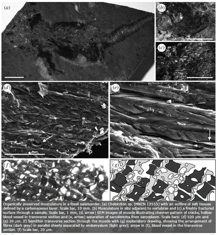 Carbon-14-dated dinosaur bones, non permineralized fossils, and soft tissue like proteins are evidence of young fossils Muscle12