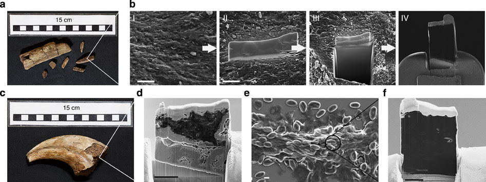 Carbon-14-dated dinosaur bones, non permineralized fossils, and soft tissue like proteins are evidence of young fossils Ncomms11