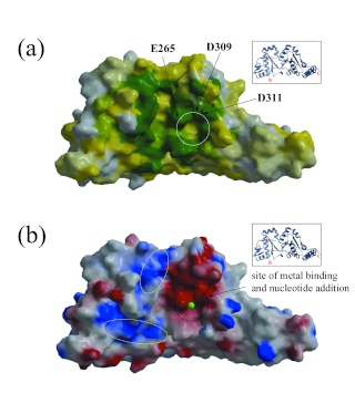 Hexameric helicases some of the most complex machines on Earth P36_fi10