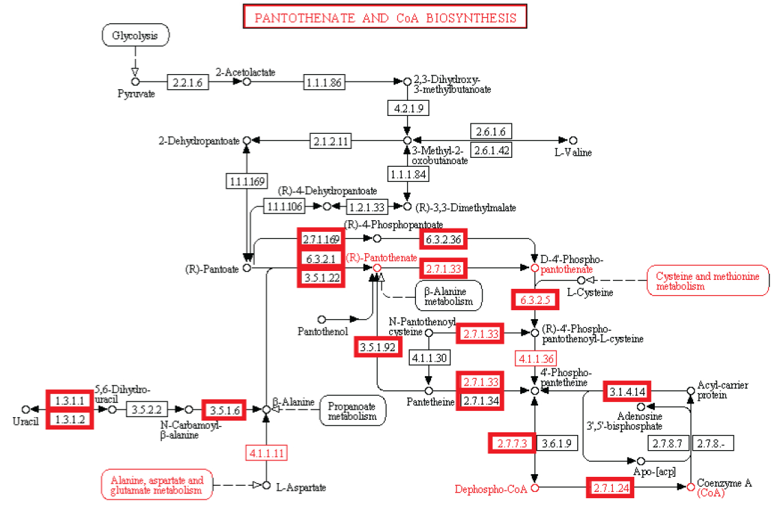 How Cellular Enzymatic and Metabolic networks point to design Pantot10