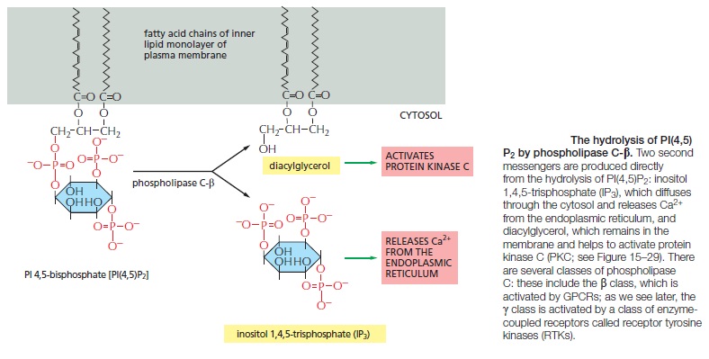 Cell Communication and signaling, evidence of design Phosph11