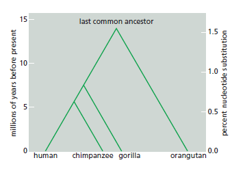 How Genomes ( supposedly )  evolve Phylog10