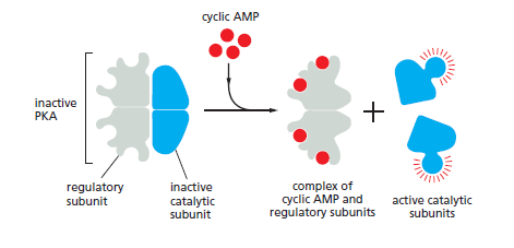 Cell Communication and signaling, evidence of design Pka_pr10