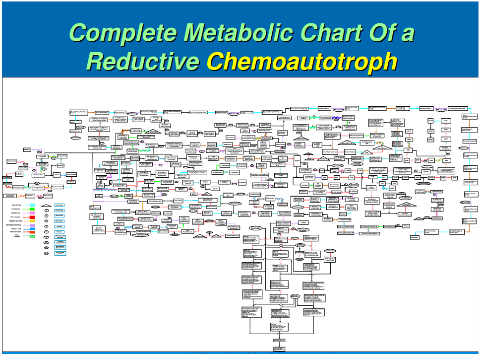 Origin of life:  heterotrophic or autotrophic , the emergence of the Basic Metabolic Processes Reduct11