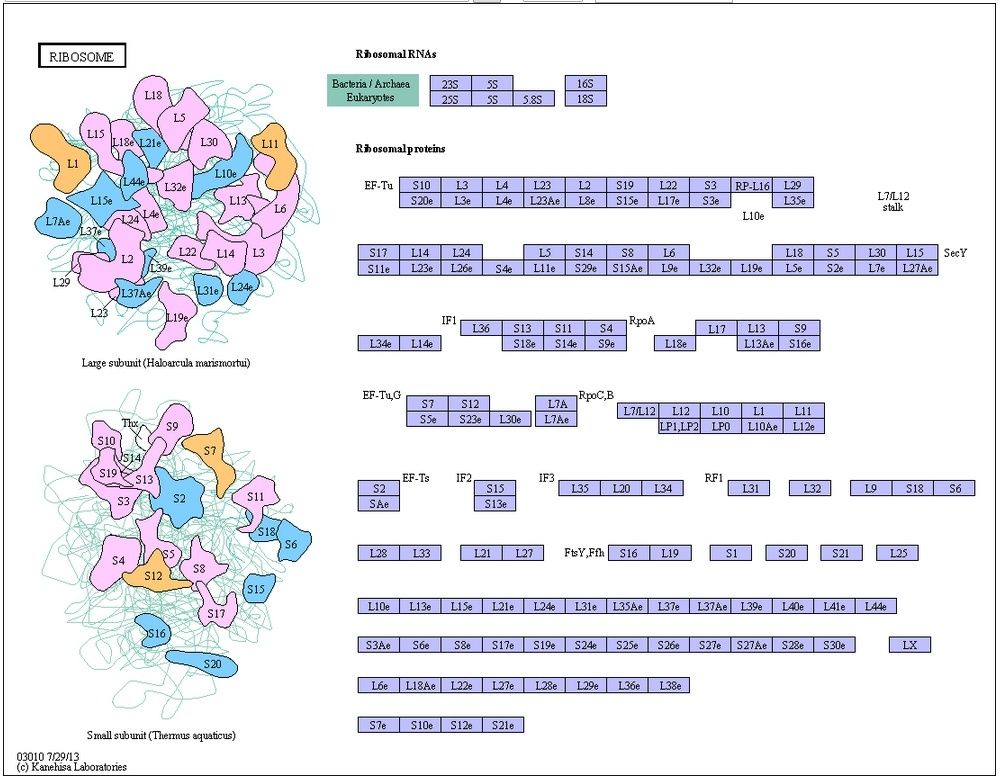 Translation through ribosomes,  amazing nano machines Riboso10