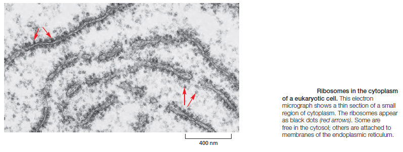 Translation through ribosomes,  amazing nano machines Riboso10