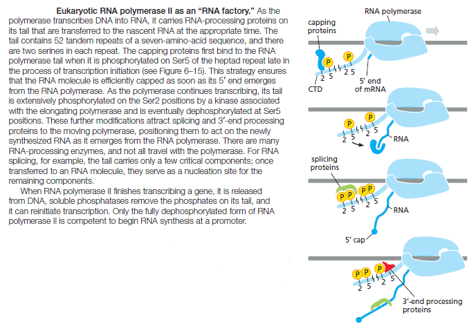 The spliceosome , the splicing code, and pre - mRNA processing in eukaryotic cells Rna_po10