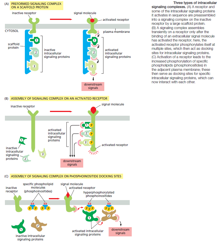 Cell Communication and signaling, evidence of design Scaffo10