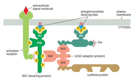 Cell Communication and signaling, evidence of design Signal10