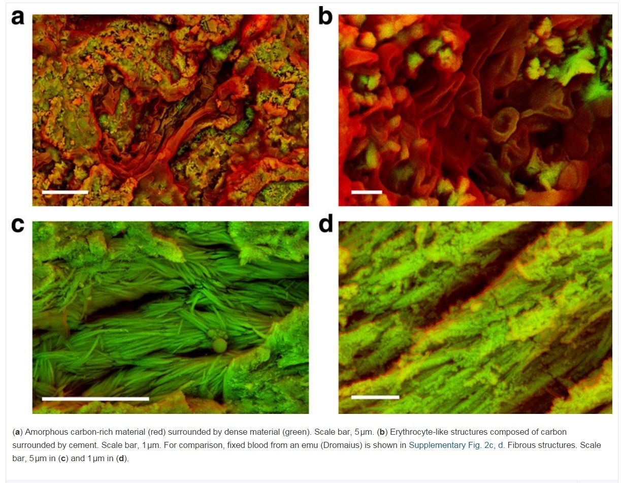 Carbon-14-dated dinosaur bones, non permineralized fossils, and soft tissue like proteins are evidence of young fossils Soft_t10