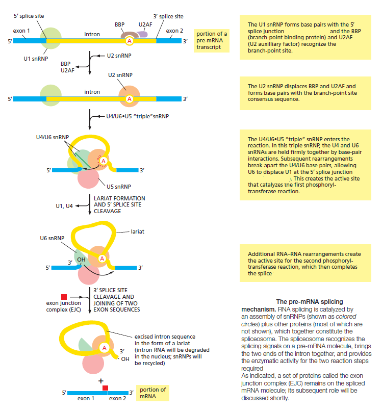 The spliceosome , the splicing code, and pre - mRNA processing in eukaryotic cells Splice10